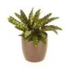 Calathea Lancifolia Rattlesnake Plant