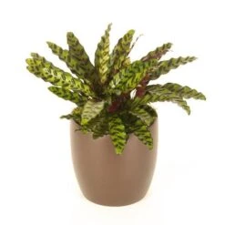Calathea Lancifolia Rattlesnake Plant