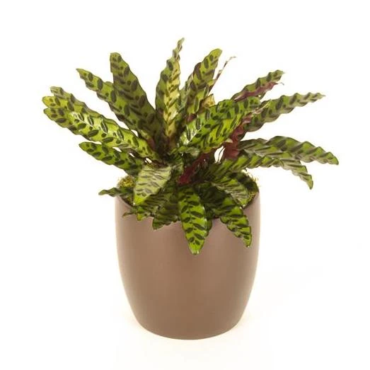 Calathea Lancifolia Rattlesnake Plant 1 Calathea Lancifolia Rattlesnake Plant