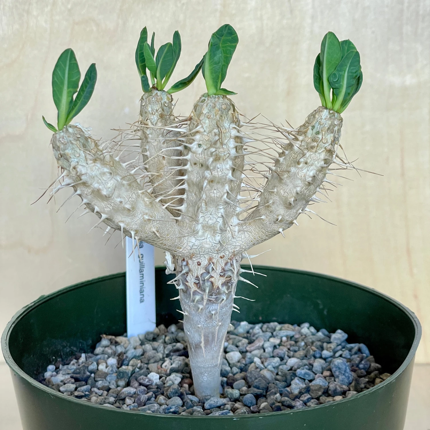 Euphorbia Guillauminiana