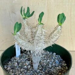 Cloud-Hidden Plants 31 Cloud-Hidden Plants -Cloud-Hidden Plants s753278155256112669 p1594 i2 w2303