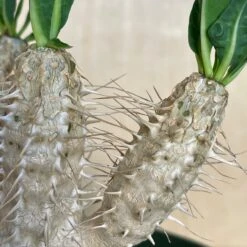 Euphorbia Guillauminiana 6 Euphorbia Guillauminiana -Cloud-Hidden Plants s753278155256112669 p1594 i3 w3024