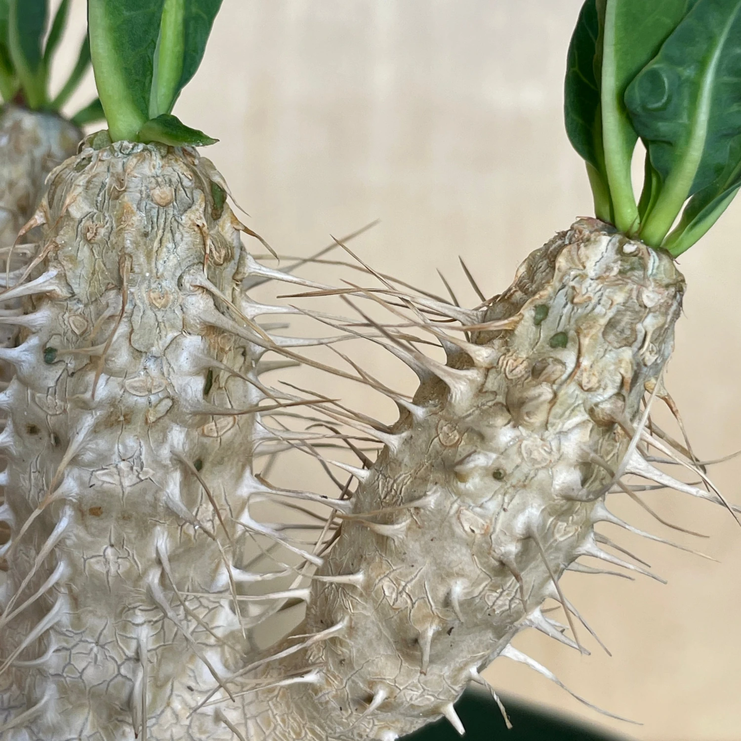 Euphorbia Guillauminiana 3 Euphorbia Guillauminiana - Image 3