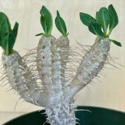 Euphorbia Guillauminiana 7 Euphorbia Guillauminiana -Cloud-Hidden Plants s753278155256112669 p1594 i4 w3024