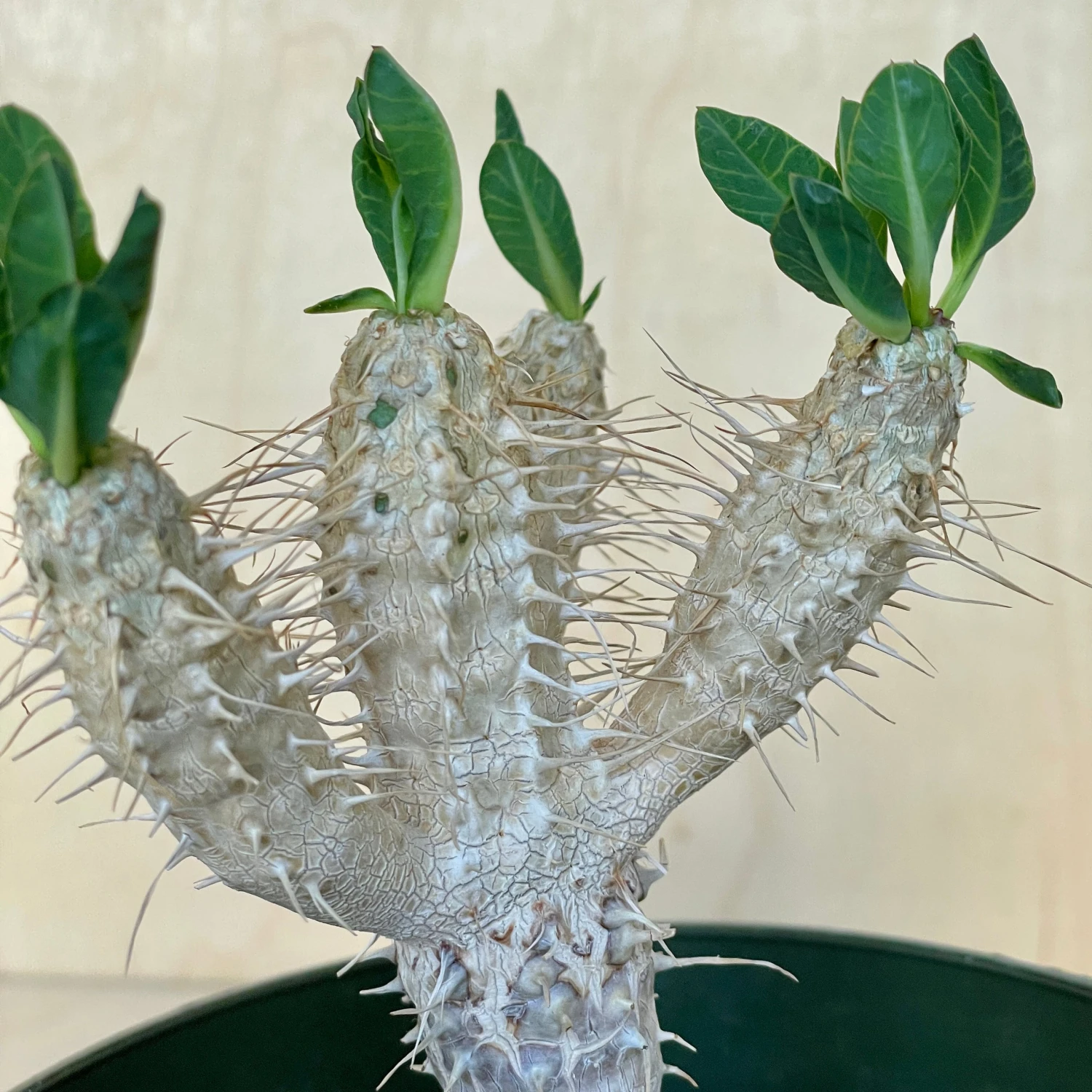 Euphorbia Guillauminiana 4 Euphorbia Guillauminiana - Image 4