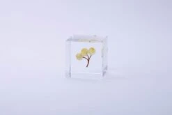Sola Cube Ant Tree