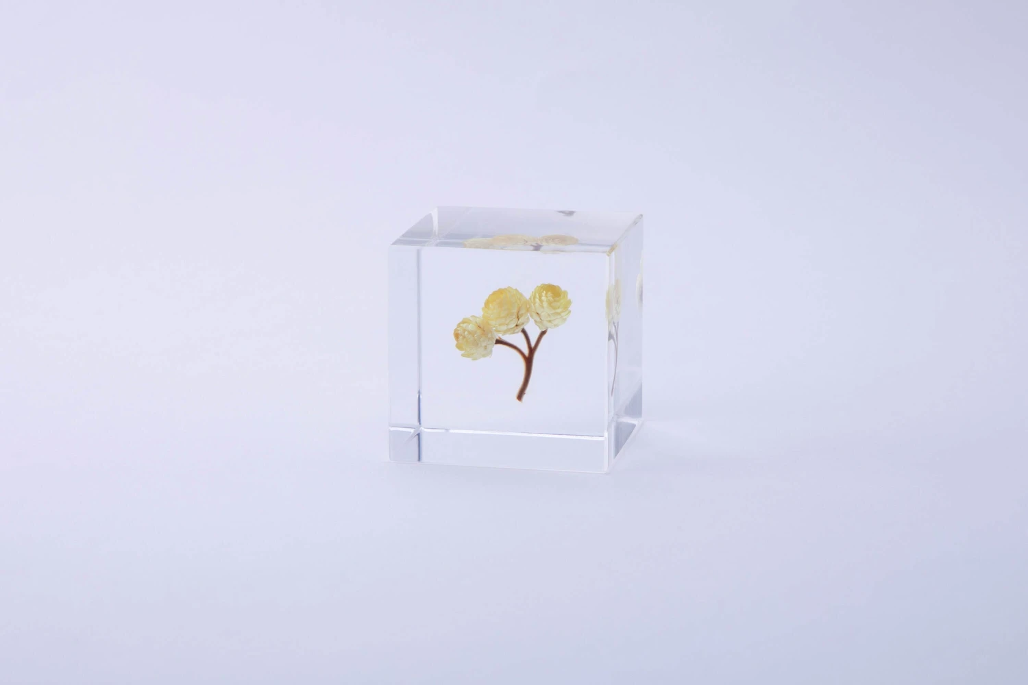 Sola Cube Ant Tree 1 Sola Cube Ant Tree