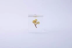 Sola Cube Ant Tree 10 Sola Cube Ant Tree -Cloud-Hidden Plants s753278155256112669 p1607 i16 w3000