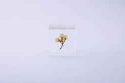 Sola Cube Ant Tree 11 Sola Cube Ant Tree -Cloud-Hidden Plants s753278155256112669 p1607 i17 w3000