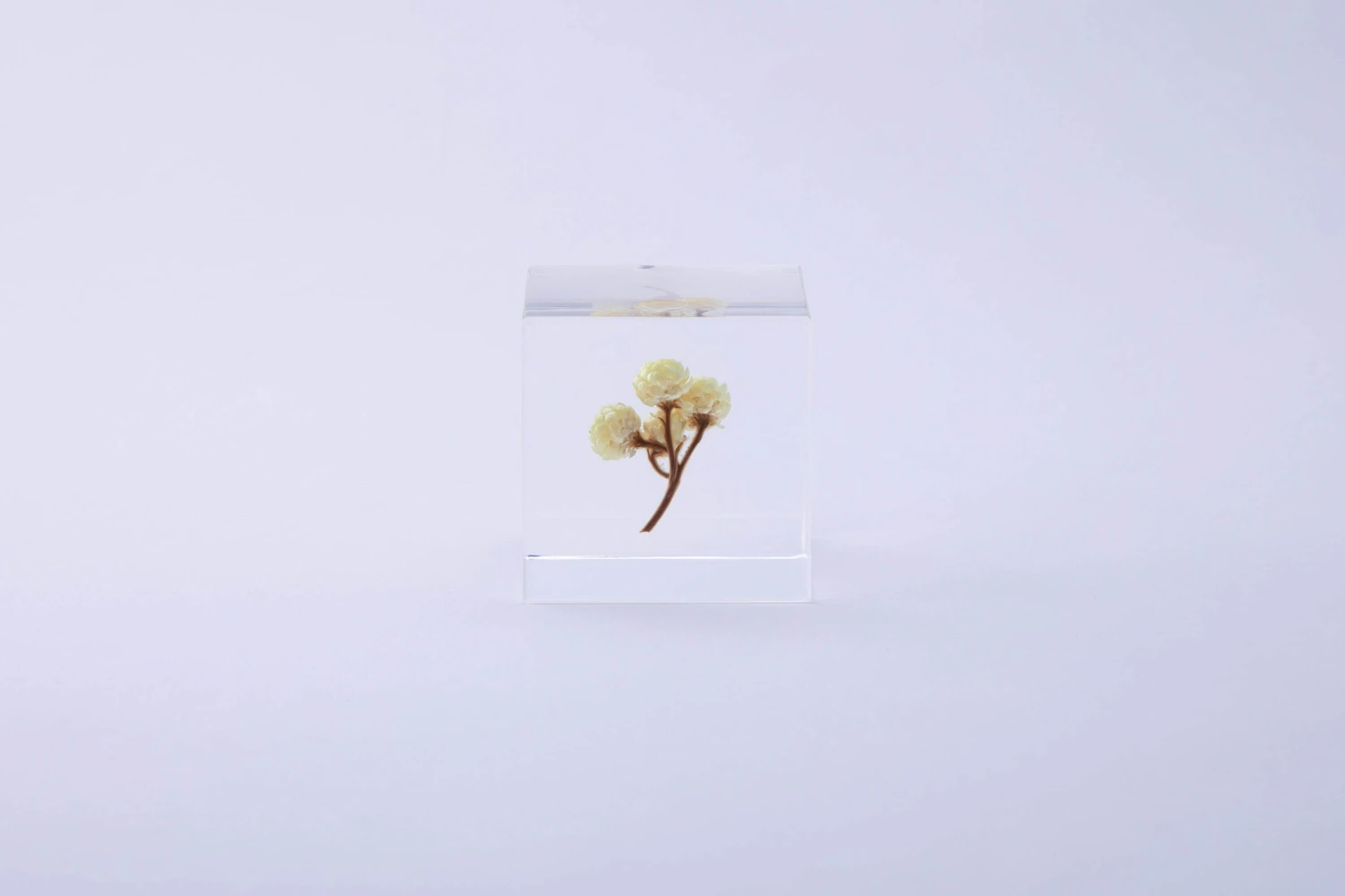 Sola Cube Ant Tree 4 Sola Cube Ant Tree - Image 4