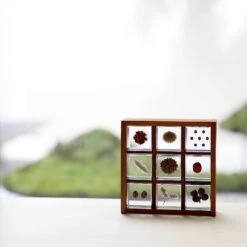 Sola Cube Ant Tree 14 Sola Cube Ant Tree -Cloud-Hidden Plants s753278155256112669 p1607 i20 w1024