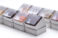 Sola Cube Ant Tree 15 Sola Cube Ant Tree -Cloud-Hidden Plants s753278155256112669 p1607 i21 w1200