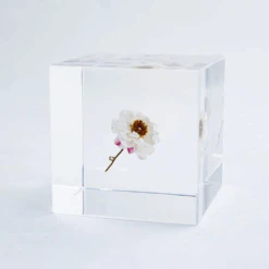 Sola Cube Chamomile Sunray