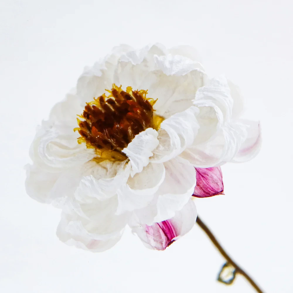 Sola Cube Chamomile Sunray 2 Sola Cube Chamomile Sunray - Image 2