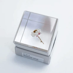 Sola Cube Chamomile Sunray 11 Sola Cube Chamomile Sunray -Cloud-Hidden Plants s753278155256112669 p1608 i8 w1000