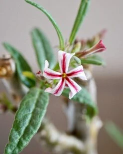Pachypodium Griquense