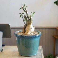 Cloud-Hidden Plants 23 Cloud-Hidden Plants -Cloud-Hidden Plants s753278155256112669 p1617 i2 w3589