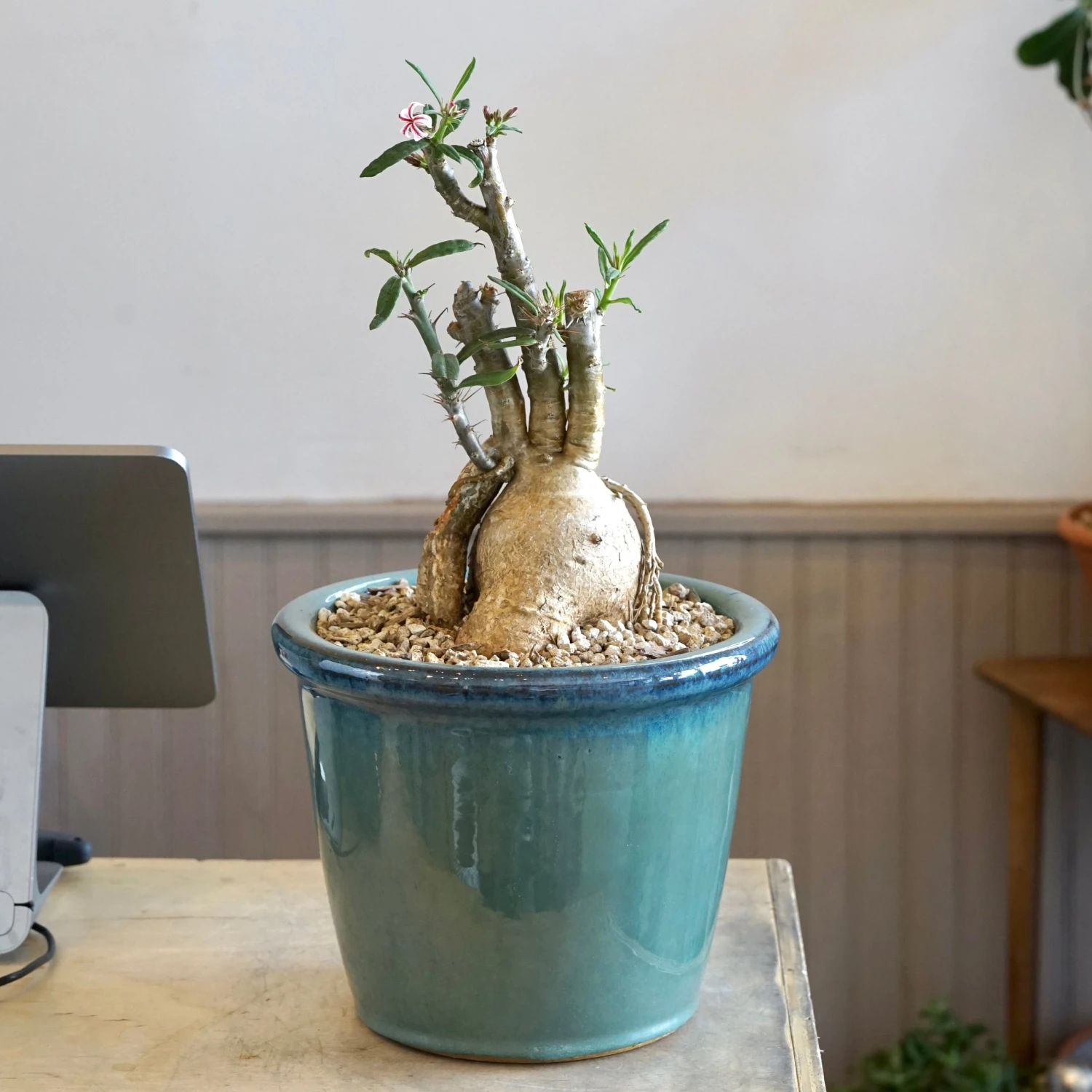 Pachypodium Griquense 2 Pachypodium Griquense - Image 2