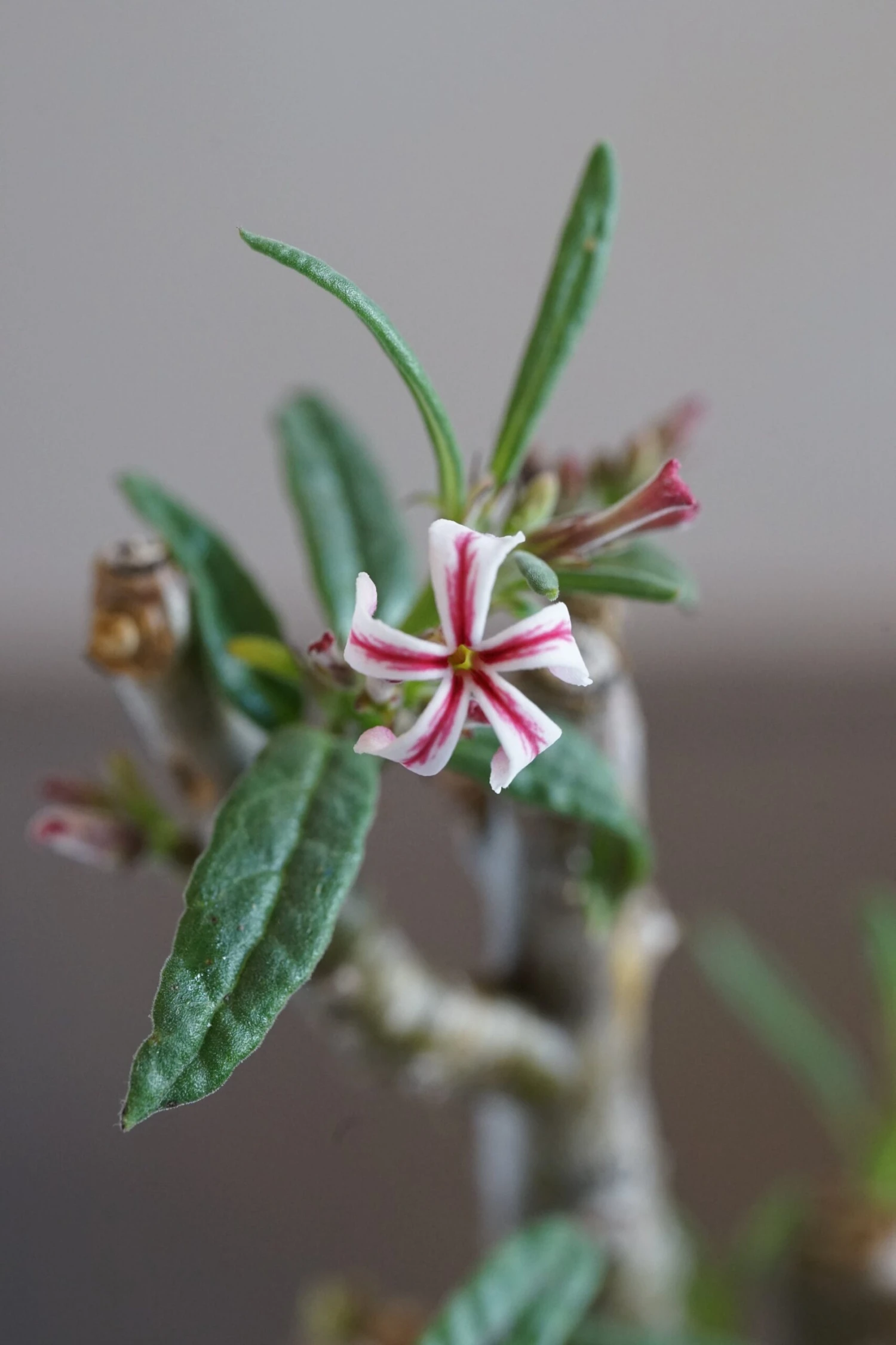 Pachypodium Griquense 3 Pachypodium Griquense - Image 3