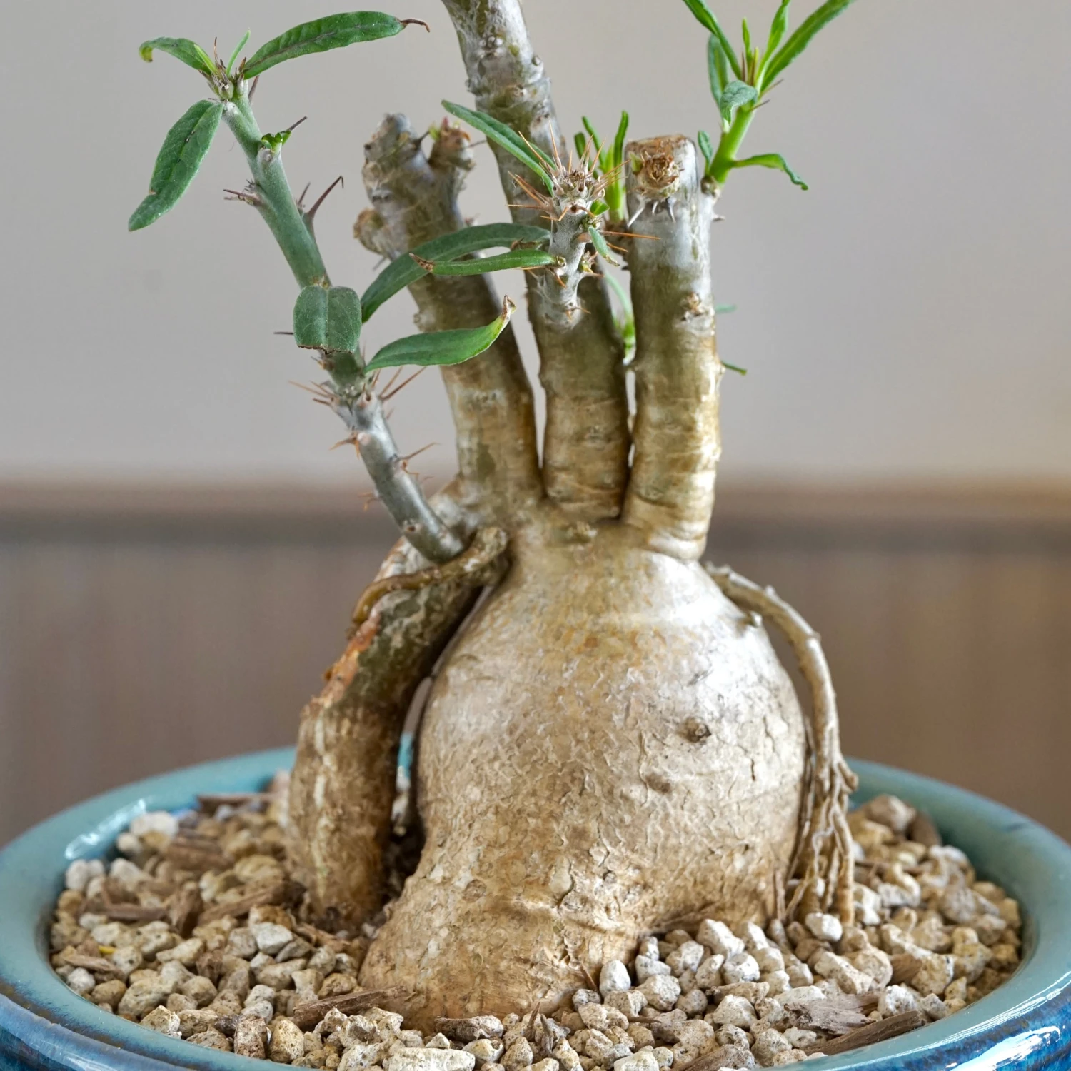 Pachypodium Griquense 5 Pachypodium Griquense - Image 5