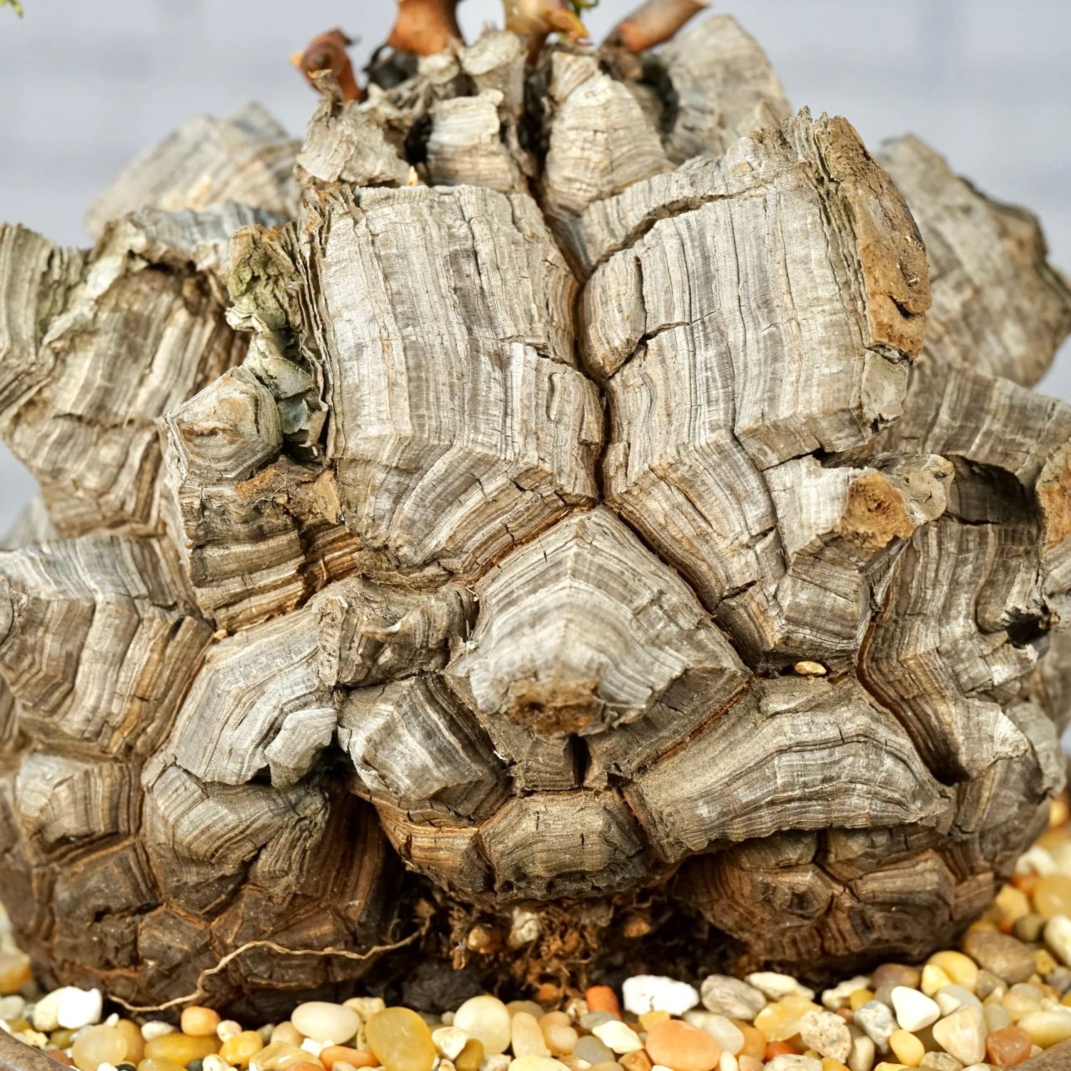 Dioscorea Elephantipes - Very Large Specimen 10 Dioscorea Elephantipes - Very Large Specimen - Image 10