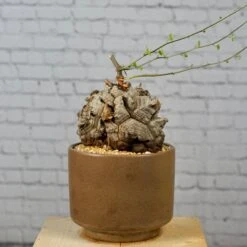 Dioscorea Elephantipes - Very Large Specimen