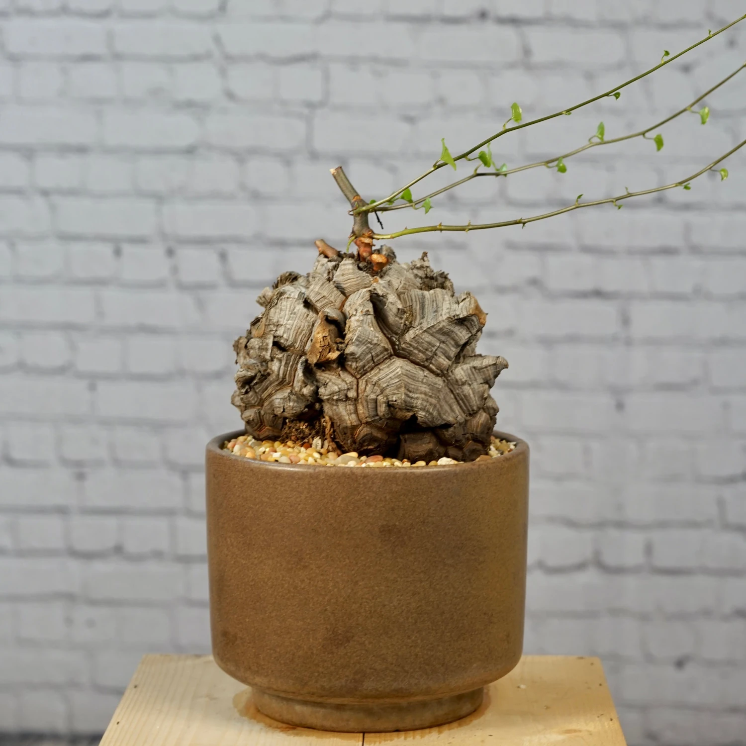 Dioscorea Elephantipes - Very Large Specimen