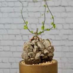 Cloud-Hidden Plants 27 Cloud-Hidden Plants -Cloud-Hidden Plants s753278155256112669 p1646 i2 w2949