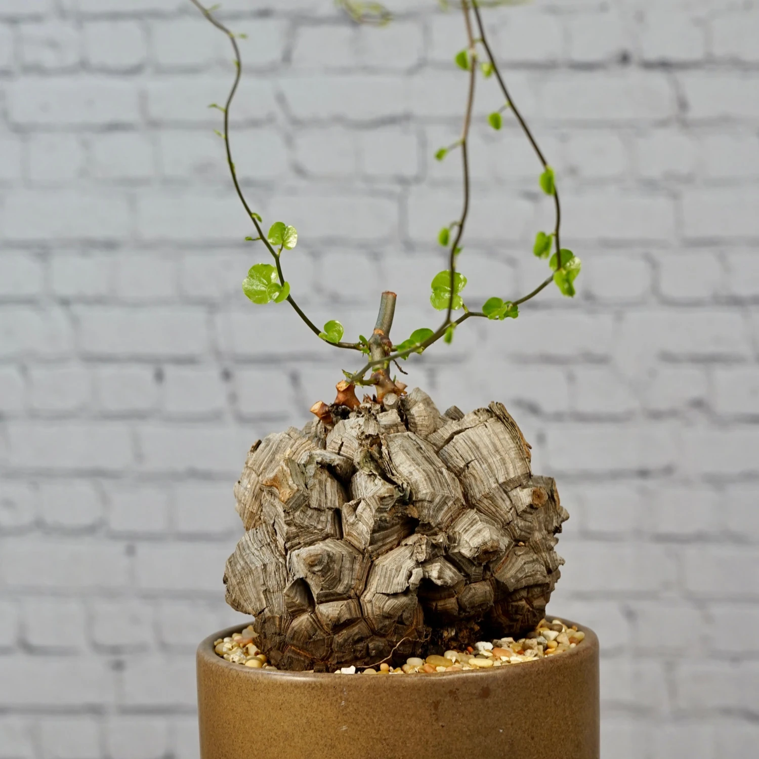 Dioscorea Elephantipes - Very Large Specimen 2 Dioscorea Elephantipes - Very Large Specimen - Image 2