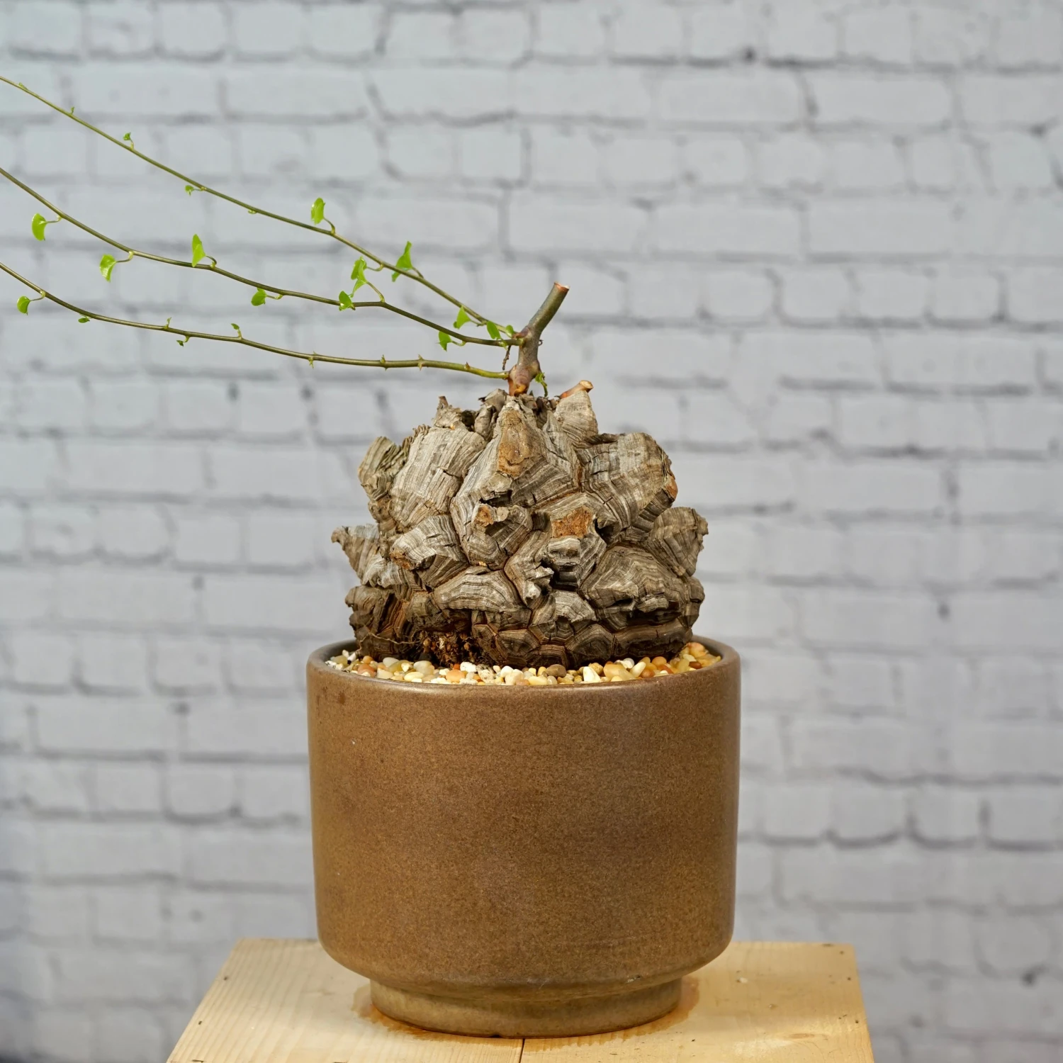 Dioscorea Elephantipes - Very Large Specimen 3 Dioscorea Elephantipes - Very Large Specimen - Image 3