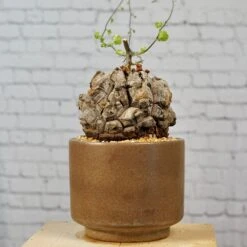 Dioscorea Elephantipes - Very Large Specimen 13 Dioscorea Elephantipes - Very Large Specimen -Cloud-Hidden Plants s753278155256112669 p1646 i4 w4000