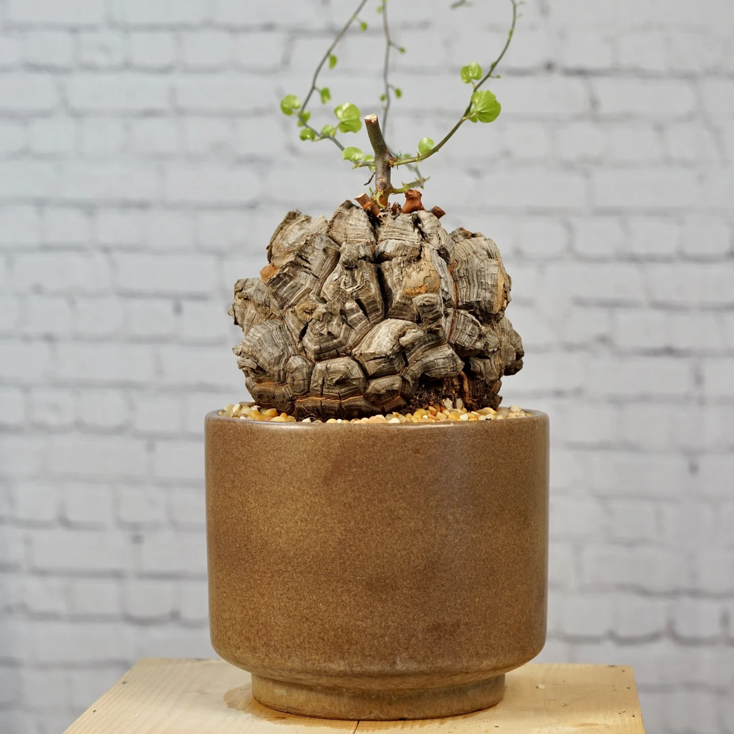 Dioscorea Elephantipes - Very Large Specimen 4 Dioscorea Elephantipes - Very Large Specimen - Image 4