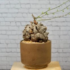 Dioscorea Elephantipes - Very Large Specimen 14 Dioscorea Elephantipes - Very Large Specimen -Cloud-Hidden Plants s753278155256112669 p1646 i5 w3825