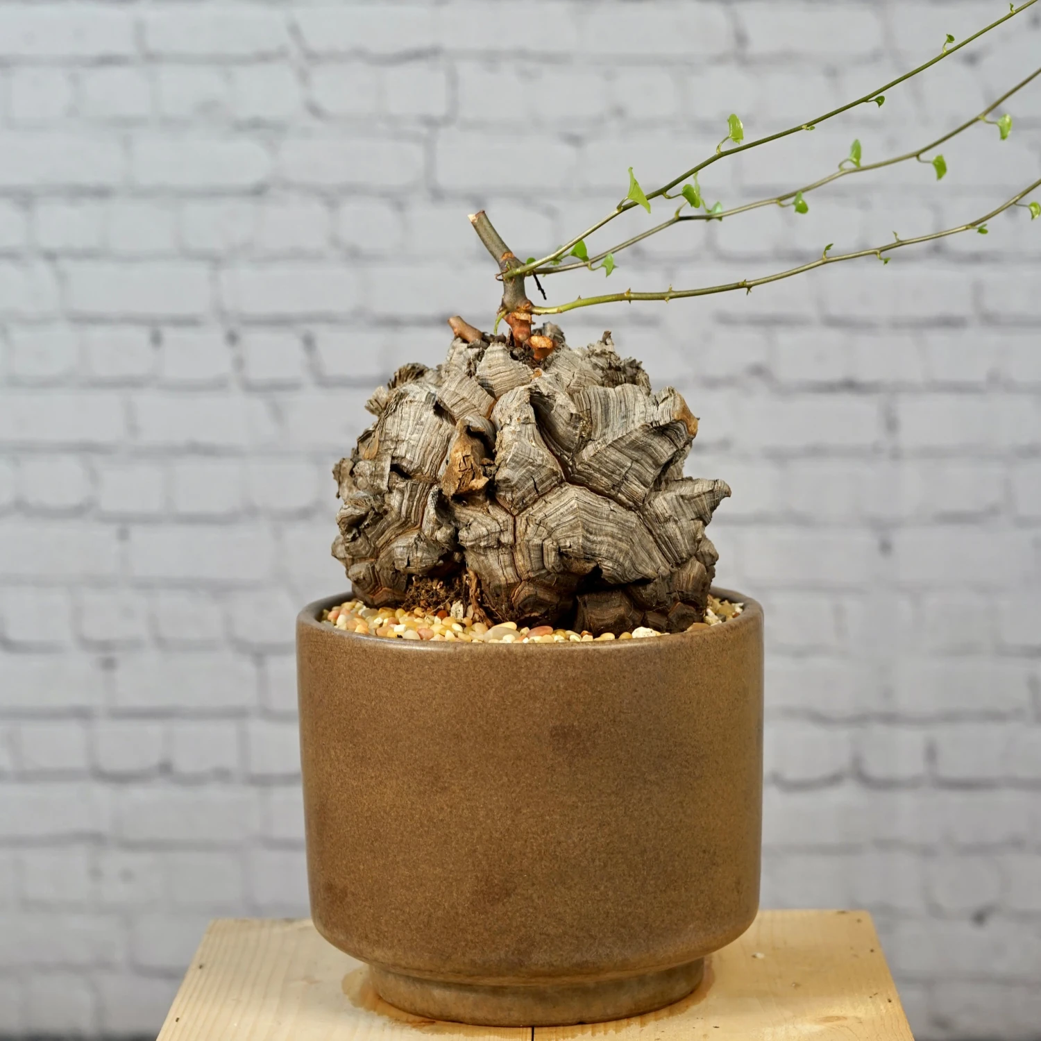 Dioscorea Elephantipes - Very Large Specimen 5 Dioscorea Elephantipes - Very Large Specimen - Image 5