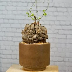 Dioscorea Elephantipes - Very Large Specimen 15 Dioscorea Elephantipes - Very Large Specimen -Cloud-Hidden Plants s753278155256112669 p1646 i6 w3915