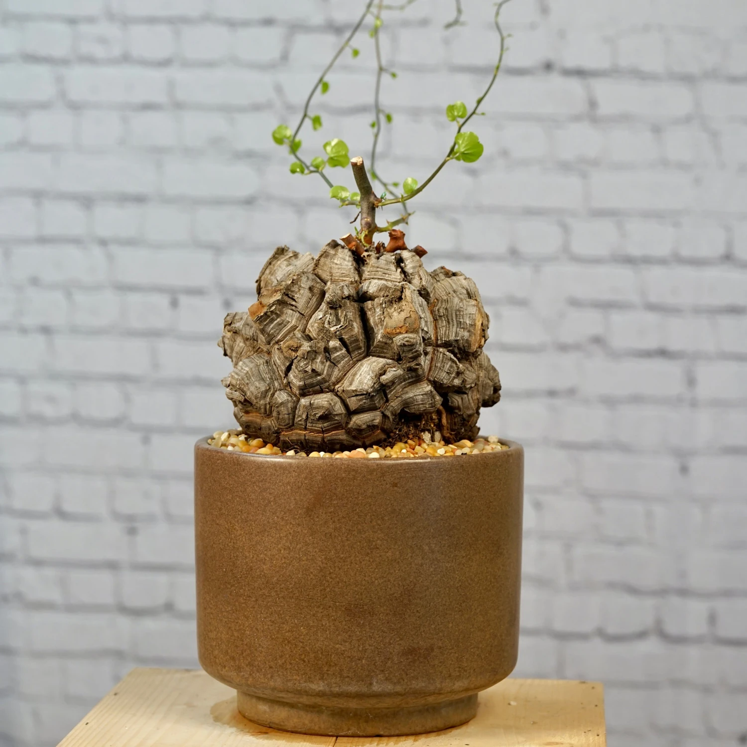 Dioscorea Elephantipes - Very Large Specimen 6 Dioscorea Elephantipes - Very Large Specimen - Image 6