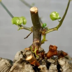 Dioscorea Elephantipes - Very Large Specimen 16 Dioscorea Elephantipes - Very Large Specimen -Cloud-Hidden Plants s753278155256112669 p1646 i7 w3995
