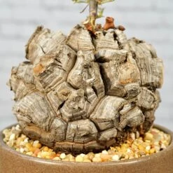 Dioscorea Elephantipes - Very Large Specimen 17 Dioscorea Elephantipes - Very Large Specimen -Cloud-Hidden Plants s753278155256112669 p1646 i8 w3995