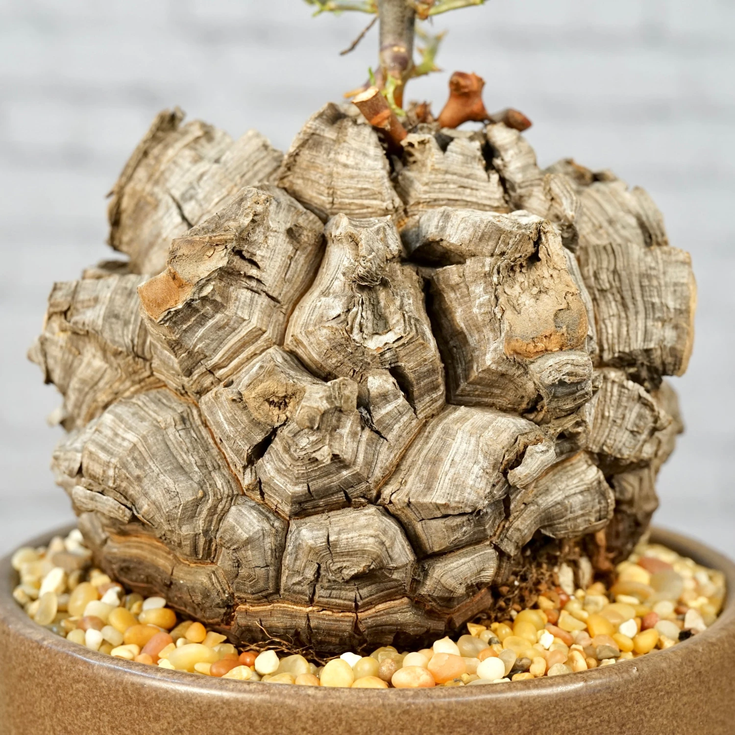 Dioscorea Elephantipes - Very Large Specimen 8 Dioscorea Elephantipes - Very Large Specimen - Image 8