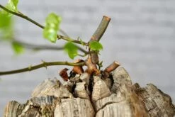Dioscorea Elephantipes - Very Large Specimen 18 Dioscorea Elephantipes - Very Large Specimen -Cloud-Hidden Plants s753278155256112669 p1646 i9 w6000