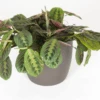 Maranta Red Prayer Plant