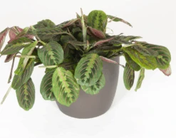 Maranta Red Prayer Plant
