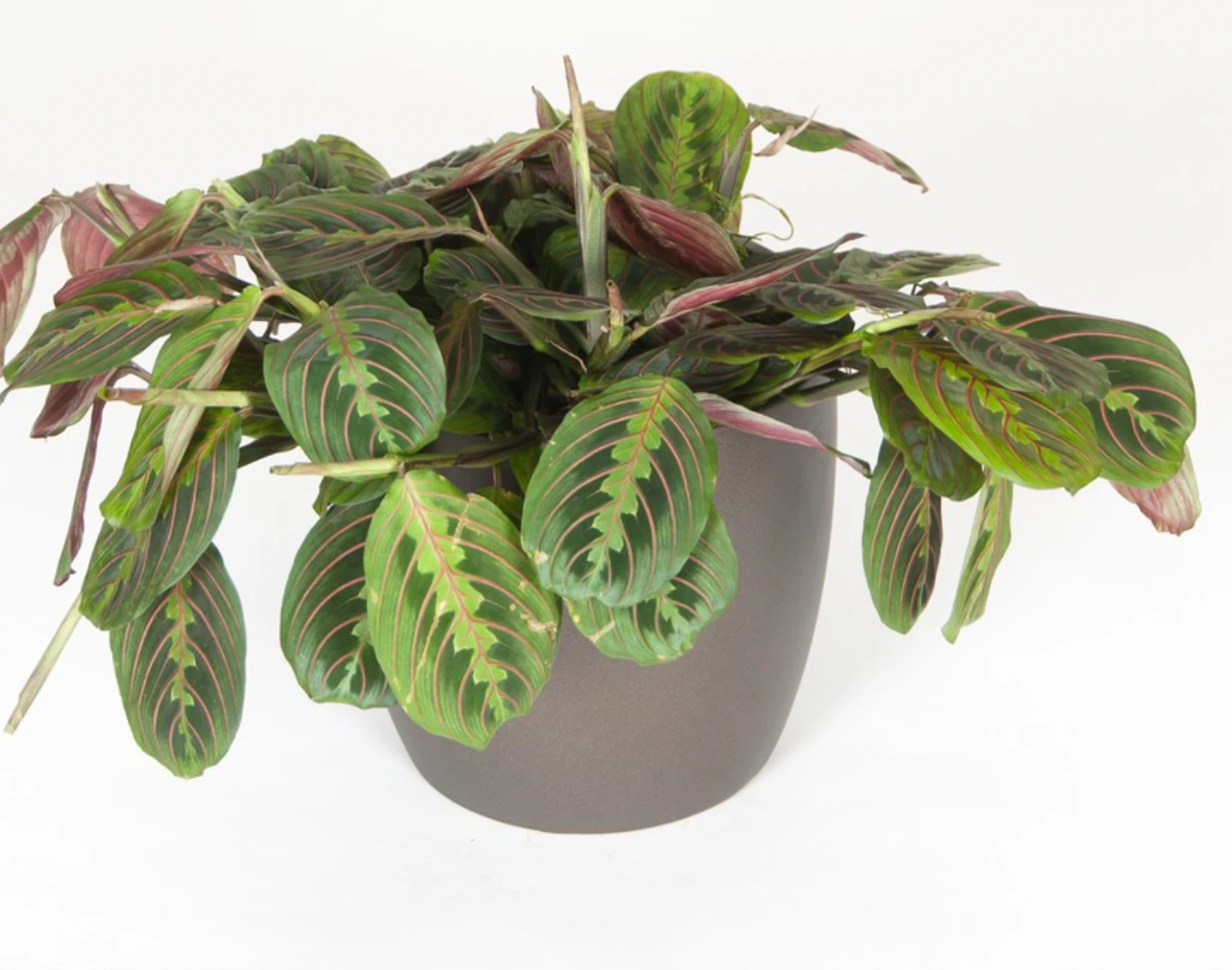 Maranta Red Prayer Plant 1 Maranta Red Prayer Plant