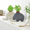 Eleplant - White Elephant Planter By Noted - Sweet Basil
