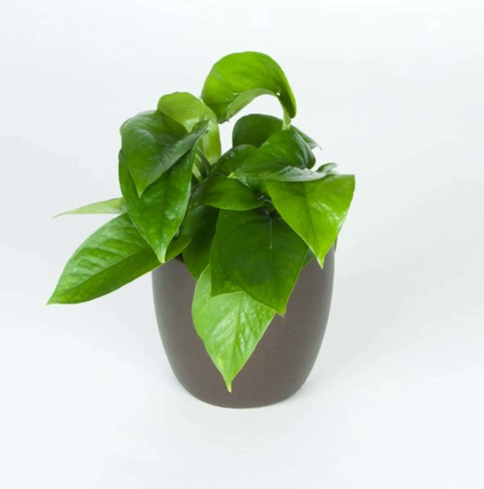 Pothos Jade 1 Pothos Jade