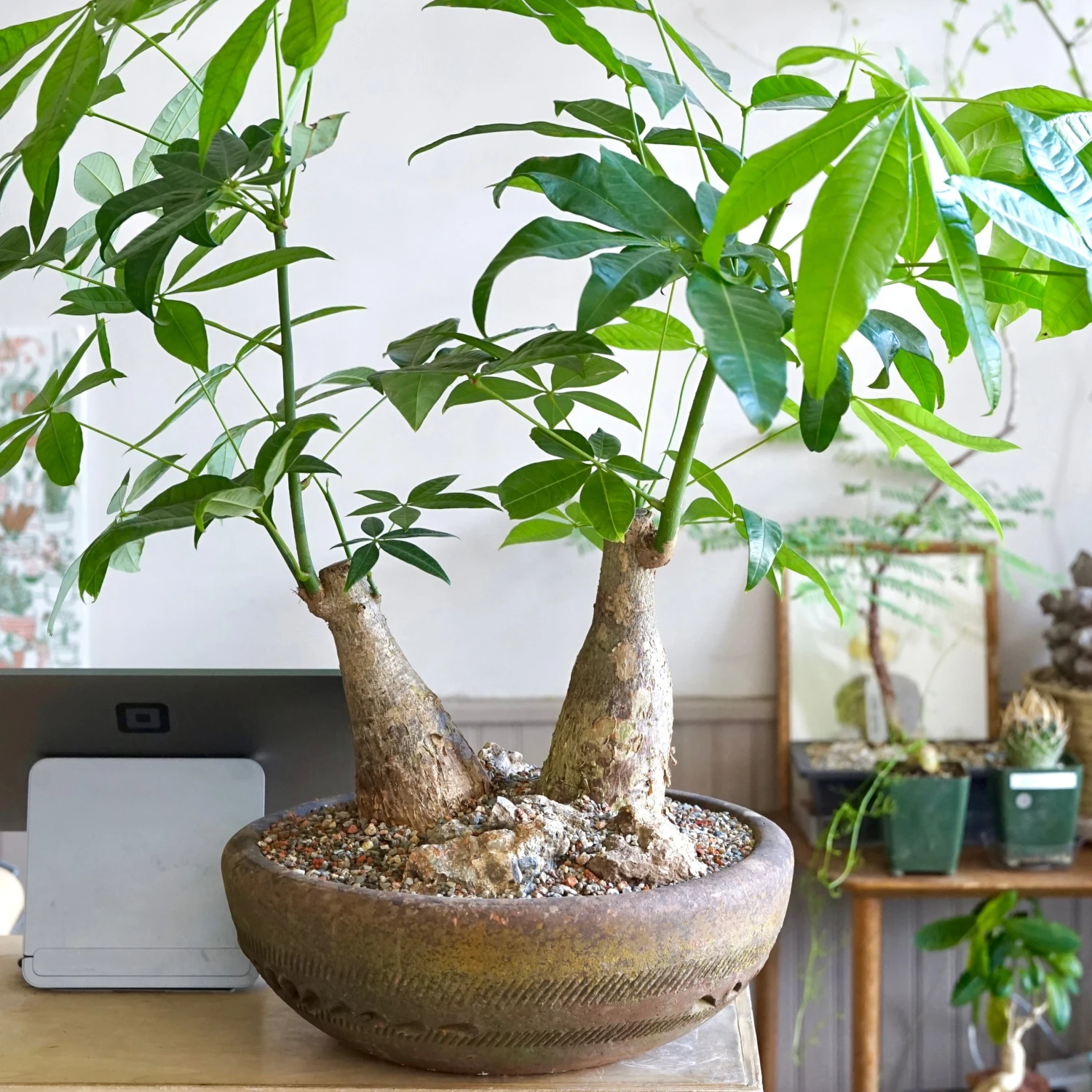Trunk Money Tree Planted Bowl