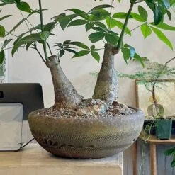 Cloud-Hidden Plants 21 Cloud-Hidden Plants -Cloud-Hidden Plants s753278155256112669 p1678 i2 w1837