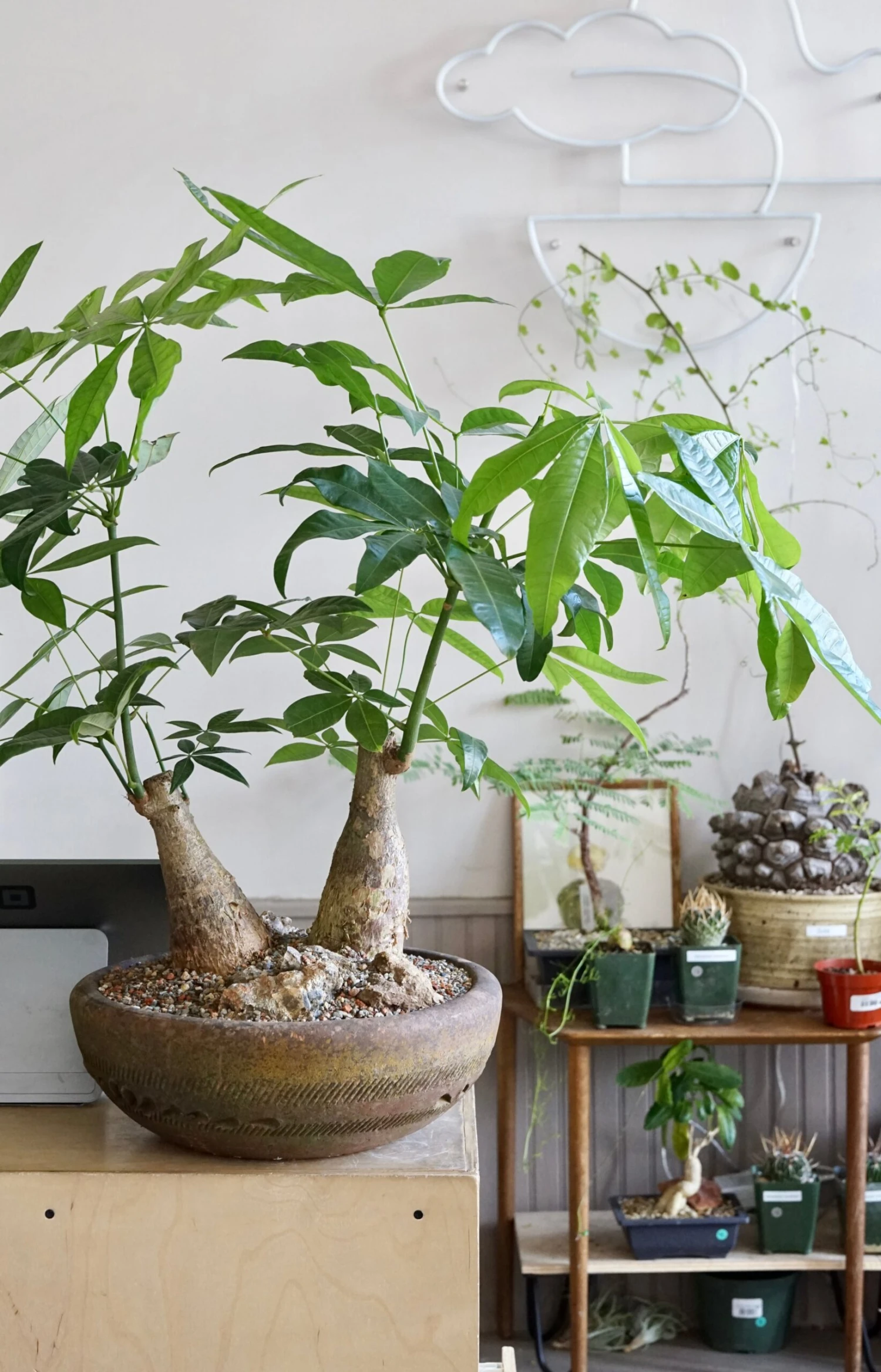 Trunk Money Tree Planted Bowl 3 Trunk Money Tree Planted Bowl - Image 3