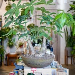 Trunk Money Tree Planted Bowl 7 Trunk Money Tree Planted Bowl -Cloud-Hidden Plants s753278155256112669 p1678 i4 w4000