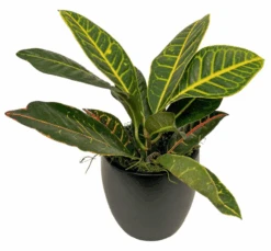 Croton Petra